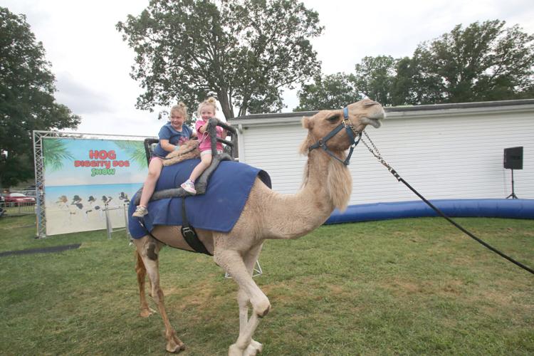 Desert animal a 'major draw' during debut at Great Stoneboro Fair