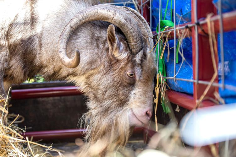 Find the goat sequel draws many types of donations for hurricane victims